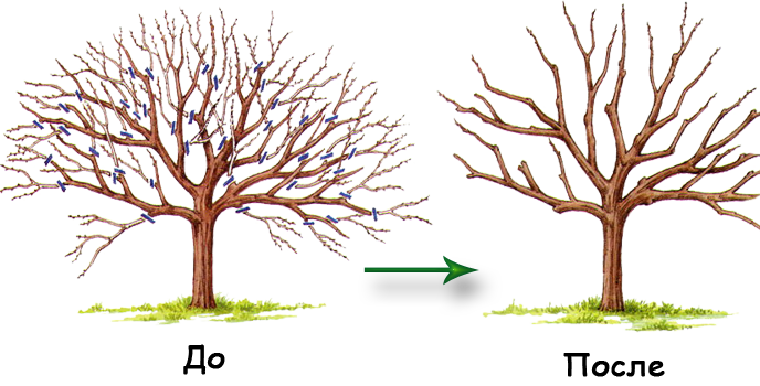 Омолаживающая обрезка, позволяющая растению обновить потенциал и стимулирующая рост, а также полноценное развитие новых веток