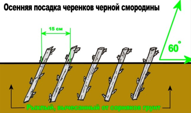 Посадка смородины Виноградная черная осуществляется согласно стандартной схеме