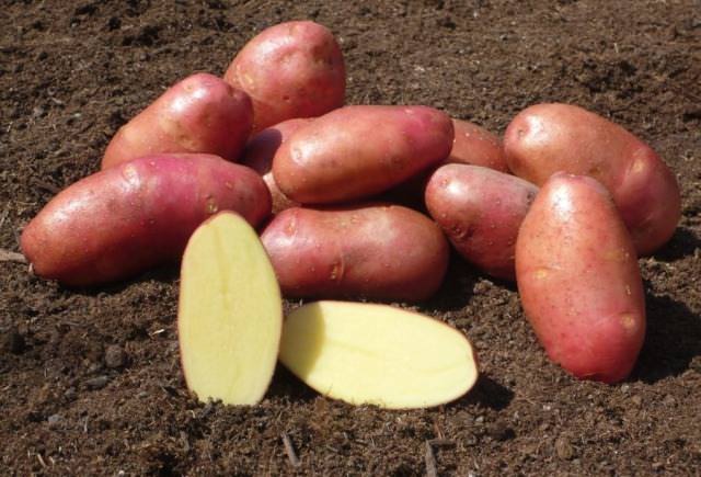 По уровню урожайности для посадки в Центральном Черноземье рекомендуют выбирать «Ред скарлетт»