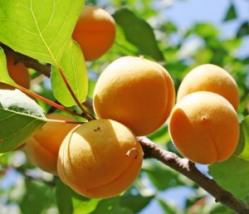 Абрикос «Лель» выгодно отличается скороспелостью и самоплодностью