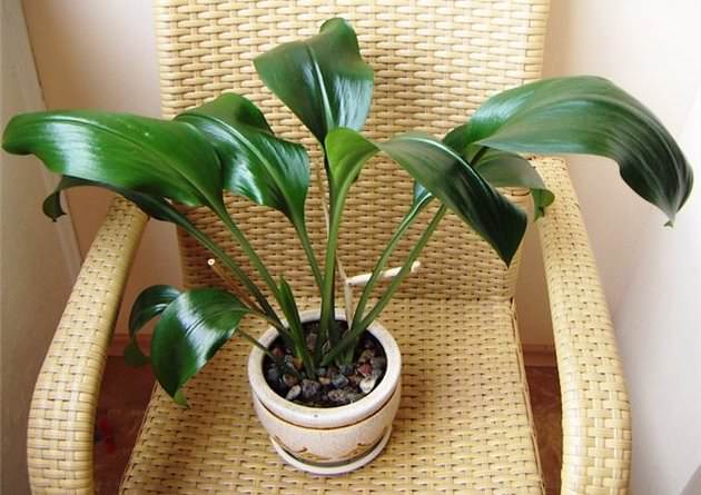 Причиной проблем с цветением эухариса могут быть неправильные поливы