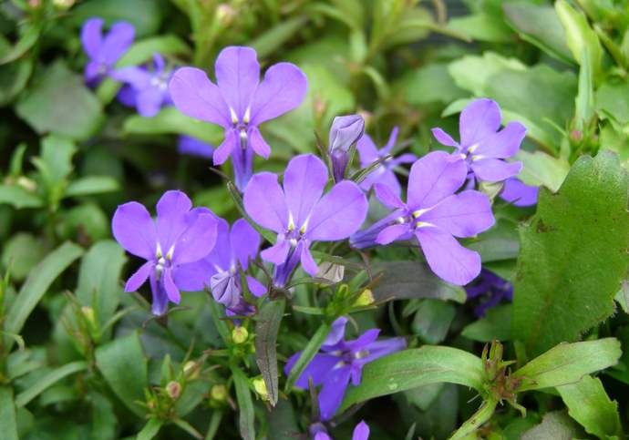 Лобелия ампельная станет украшением любой дачи