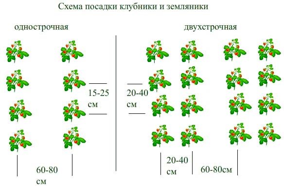 Лучше всего использовать двухполосный способ посадки для клубники Эльсанта