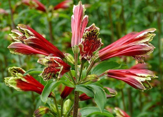 Alstroemeria psittacina – перуанская лилия родом из жарких районов Аргентины