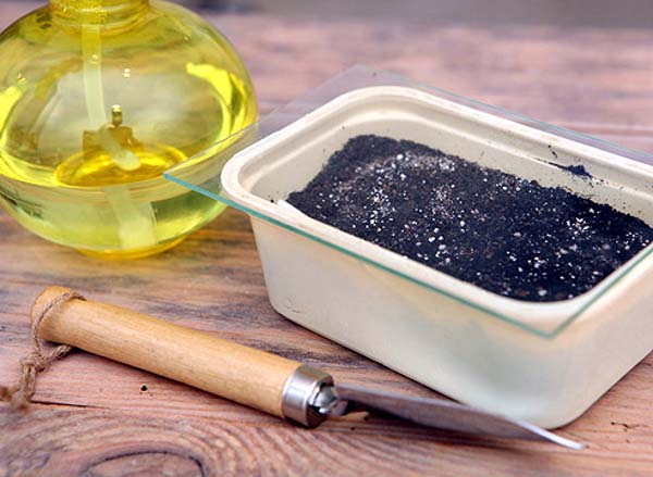 Для выращивания рассады лобелии, наилучшей емкостью будет неглубокий контейнер с хорошим дренажом