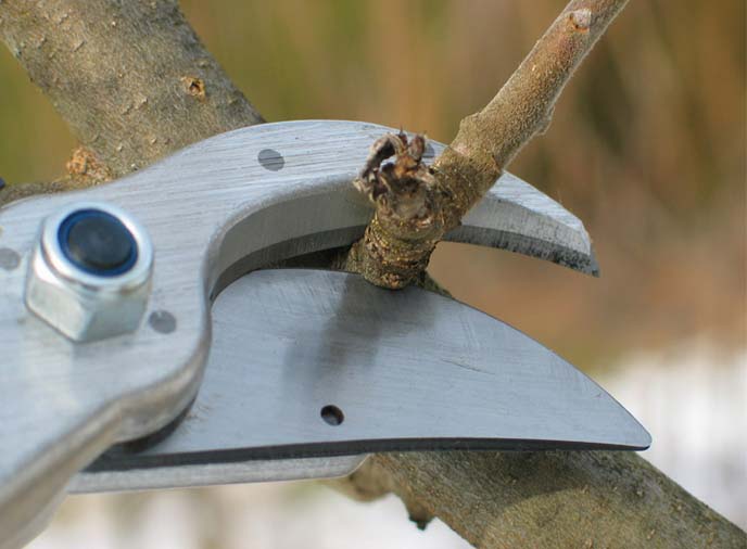 Чтобы добиться высокой урожайности растения, необходимо проводить его обрезку осенью или весной