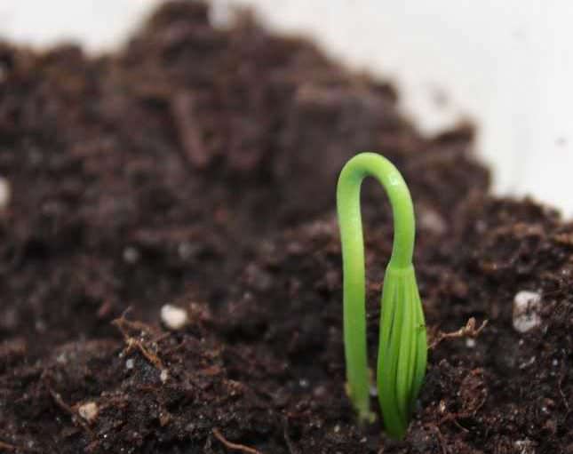 Качественные персиковые саженцы могут быть получены садоводом самостоятельно из косточки плода