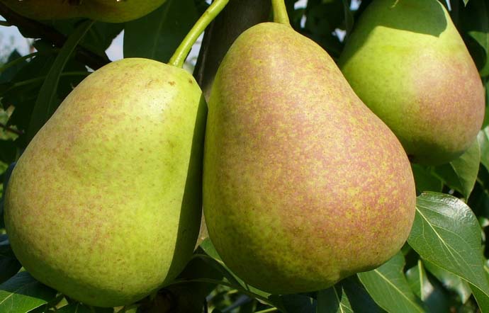 Груша «Декабринка» характеризуется устойчивостью к болезням и низким температурам