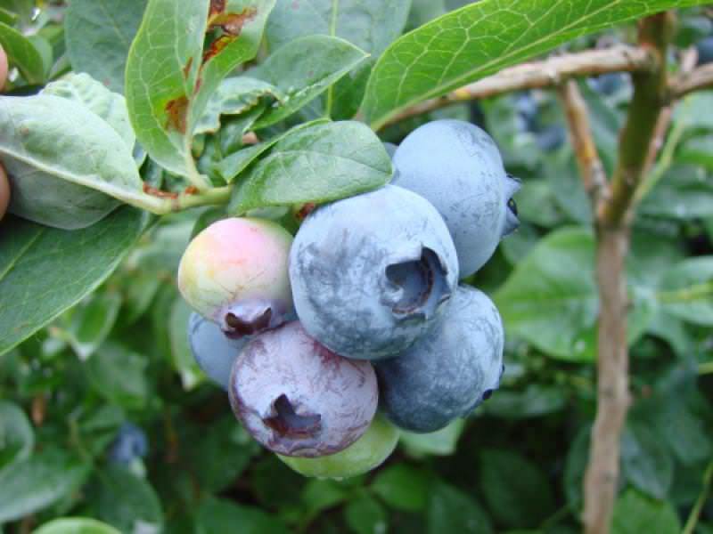 Плоды сорта Чандлер очень ценятся за их плотную структуру