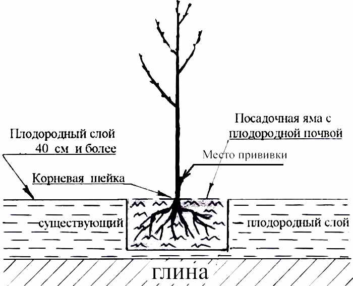 Высаживать саженцы церападуса можно как весной, так и в ранний осенний период