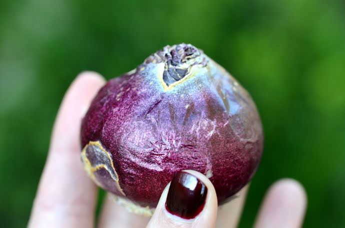 Мышиный гиацинт размножается вегетативным способом