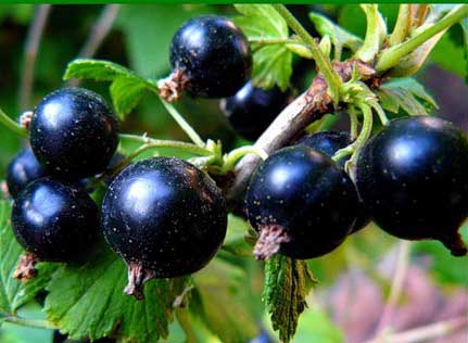 Черная смородина Гулливер может встретиться на любом дачном участке