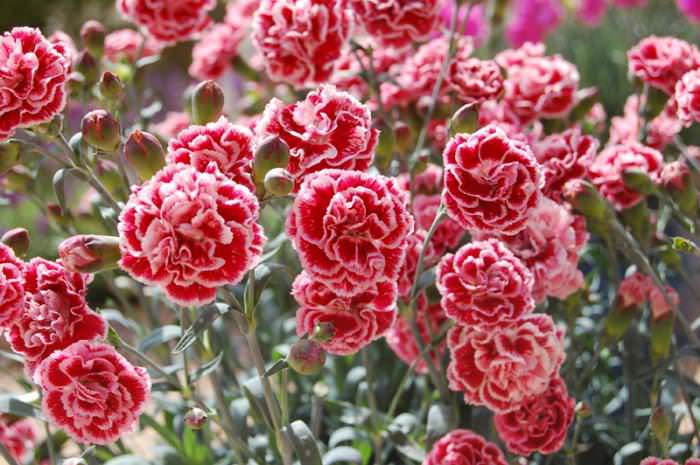 Гвоздика — растение морозостойкое, поэтому укрывать ее на зиму не нужно