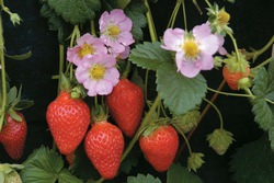 Клубника сорта роман – скороспелый сорт