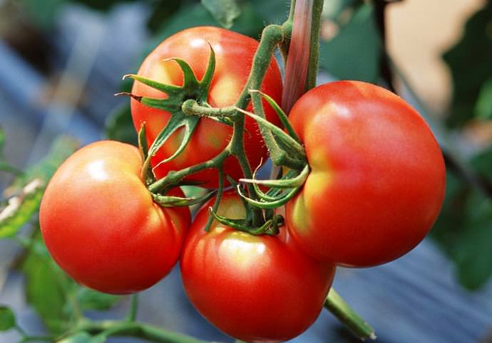 Эрмитаж – раннеспелый сорт, который подходит для культивирования в теплицах