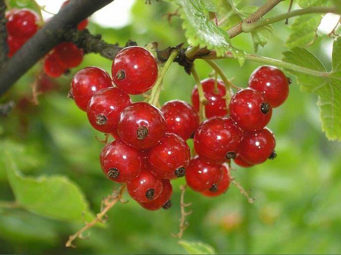 Уральская красавица — сорт красной смородины, выведенный российскими селекционерами