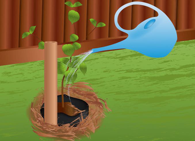 Высаженные саженцы сорта «Лель» следует полить водой, исходя из расчета два ведра на каждый плодовый саженец