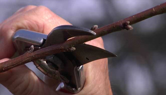 Ежегодно следует проводить грамотную обрезку сорта «Лель», что позволит сформировать деревья с малогабаритной и незагущенной кроной