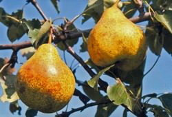 Сорт груши «Пермячка» относится к категории летних