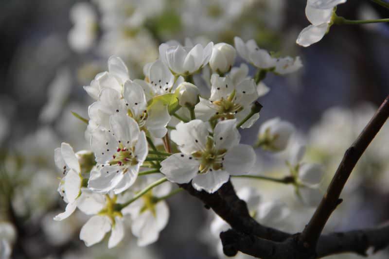 На стадию плодоношения груша «Нежность» вступает примерно на четвертый год после посадки на постоянное место