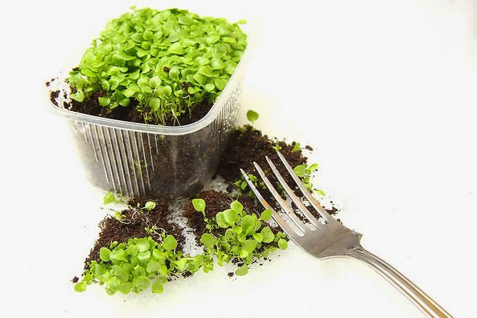 Когда на оставшихся в общем контейнере всходах появятся первые настоящие листочки, то наступит время второго этапа пикирования