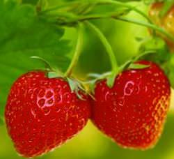 Земляника Любаша – сорт раннего срока созревания