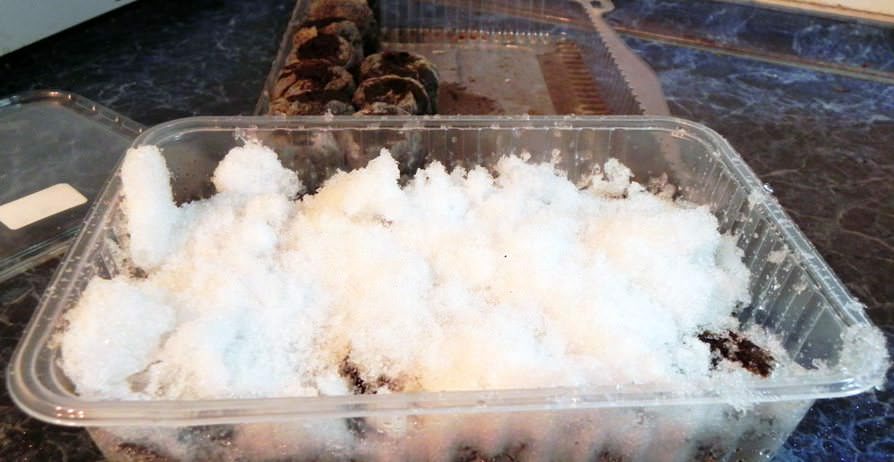 Очень успешной в настоящее время является посадка клубники на получение рассадного материала с применением техники посева на снег