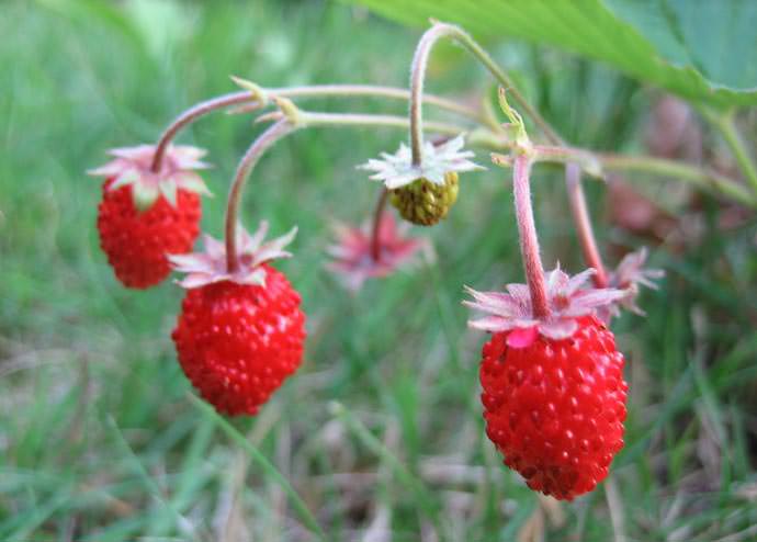 Земляника «Рюген» относится к старым и проверенным временем немецким сортам, формирующим высокие урожаи очень вкусной и ароматной ягоды