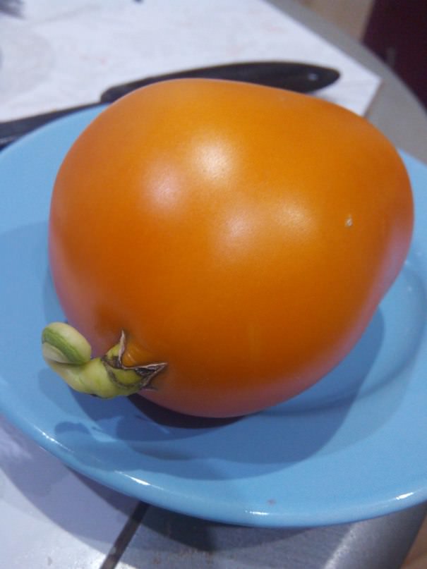 Томат Золотой Кенигсберг вырос с поросячьим хвостиком