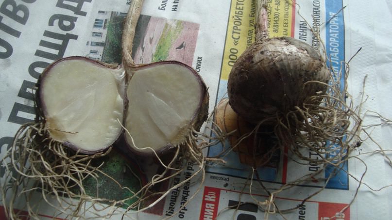 Почему чеснок вырос без долек