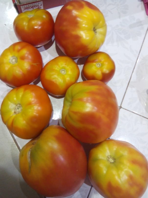 Почему верх помидоры остается желто-зеленым