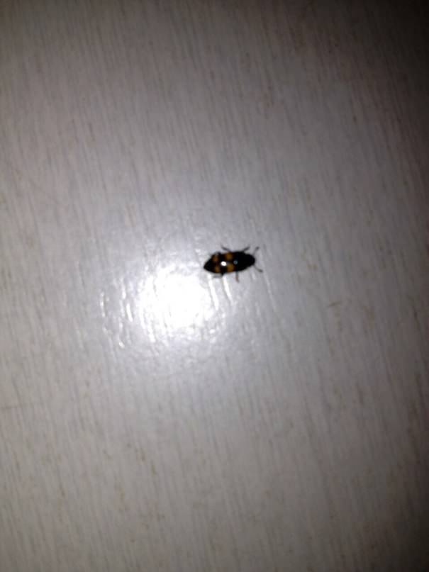 Что за жук ест ягоды земляники