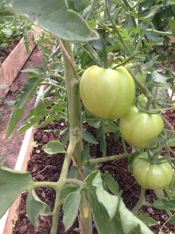 Нужно ли снимать крупные перцы и помидоры с куста, не дожидаясь созревания