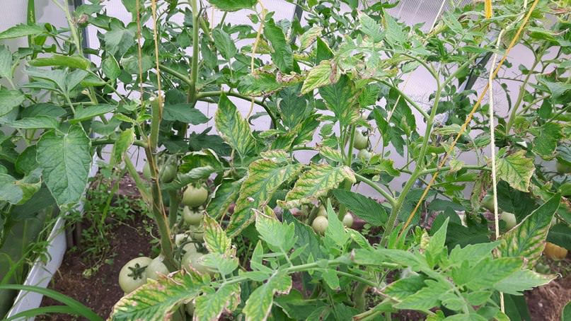 Почему сохнут и желтеют листья томатов