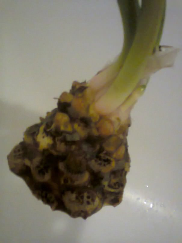 Выращивание водяной лилии из луковицы