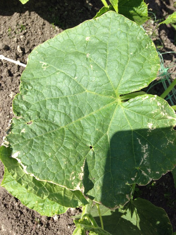 Почему на огурцах появляются светлые пятна