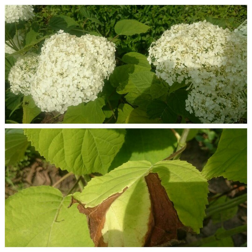 Почему темнеют листья у цветка