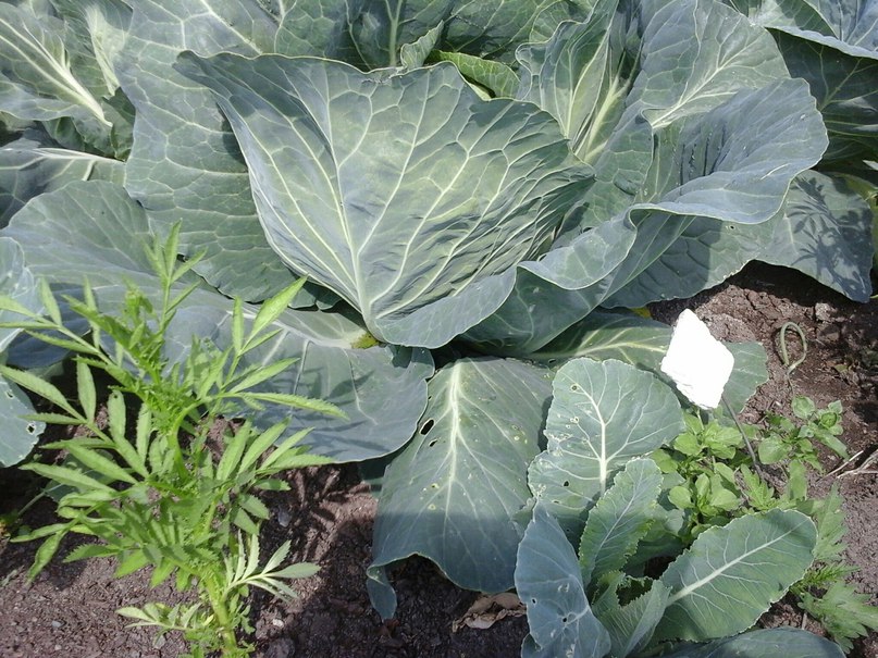 Нужно ли у капусты обрывать нижние листья