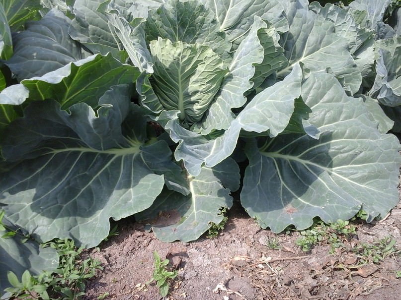 Нужно ли у капусты обрывать нижние листья