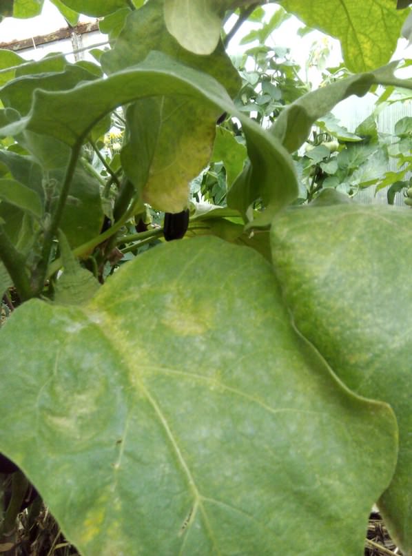 Почему желтеют листья у баклажан