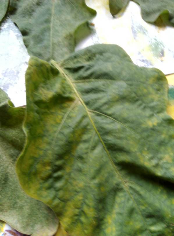 Почему желтеют листья у баклажан