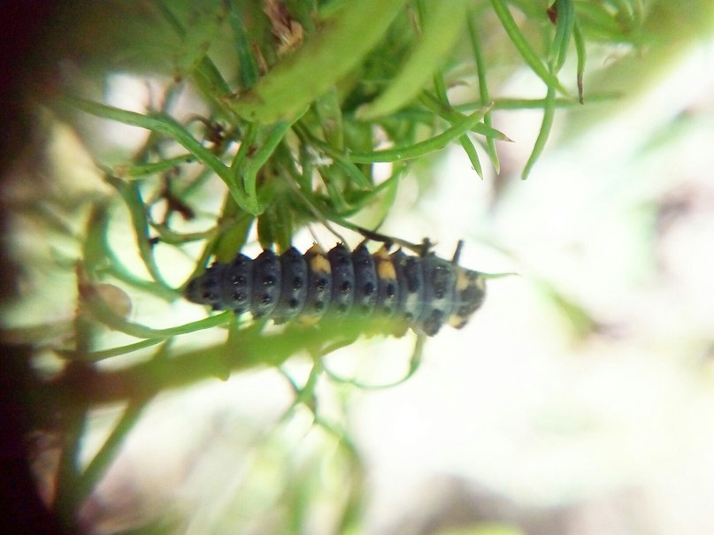 Как бороться с гусеницами на укропе