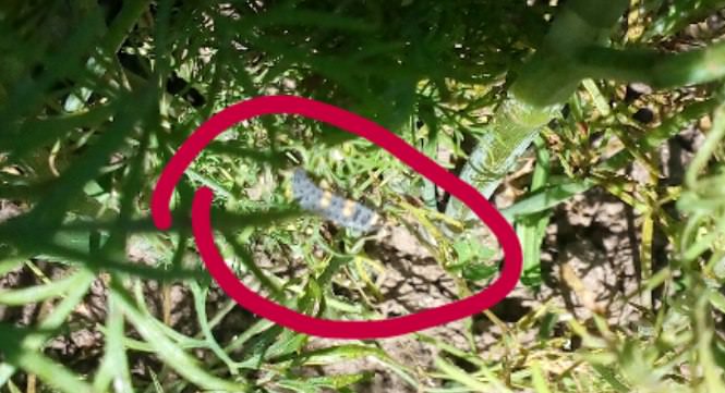 Как бороться с гусеницами на укропе