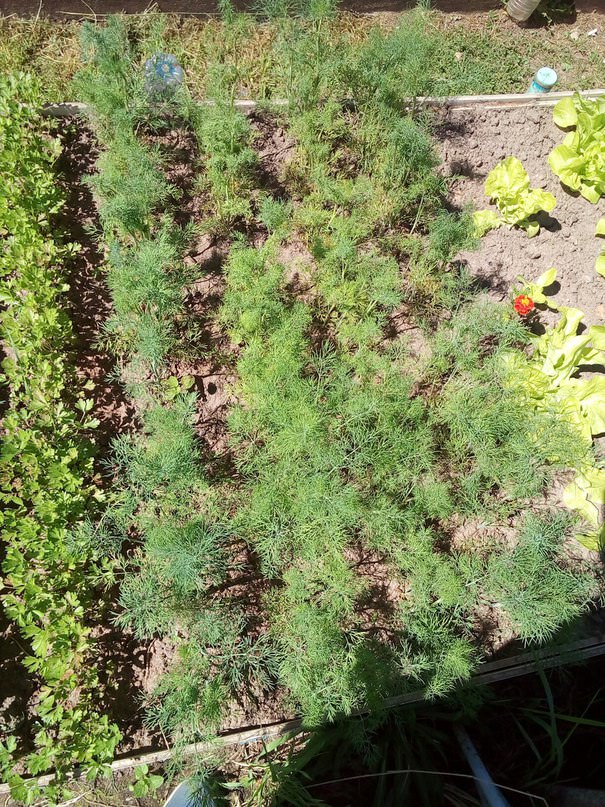 Как бороться с гусеницами на укропе