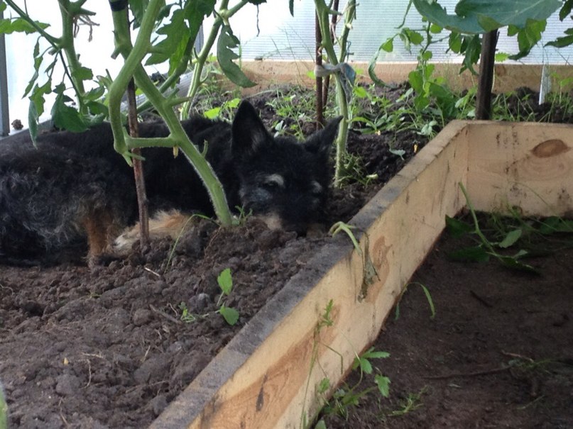 Что делать, если помидоры посажены очень близко друг к другу