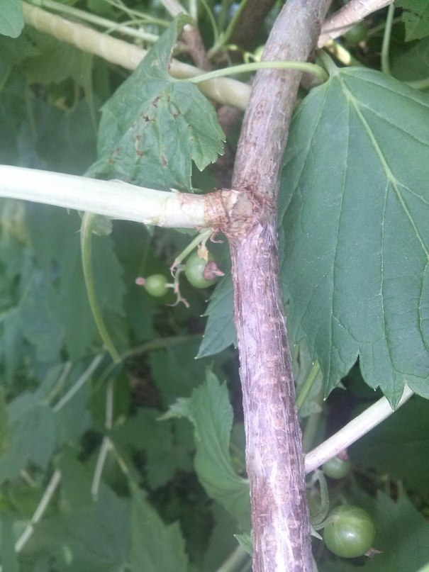 Как избавиться от вредителя на смородине и крыжовнике