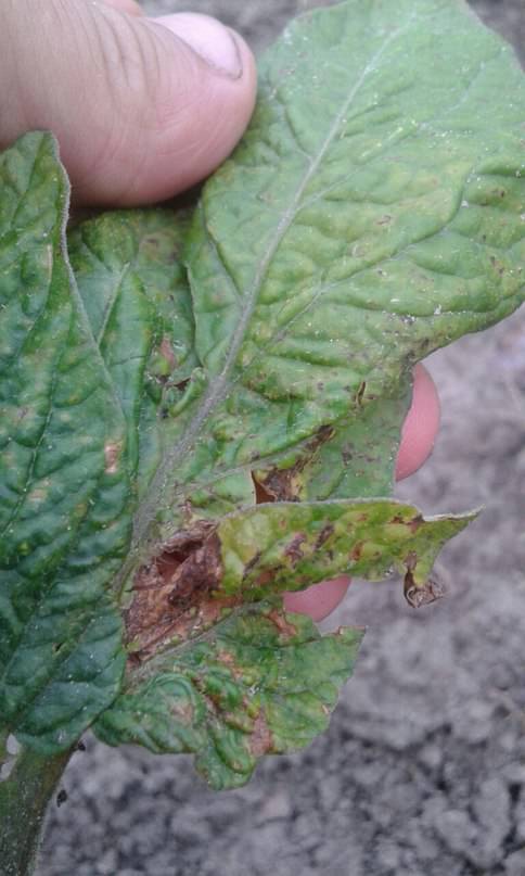 Почему сохнут листья томатов