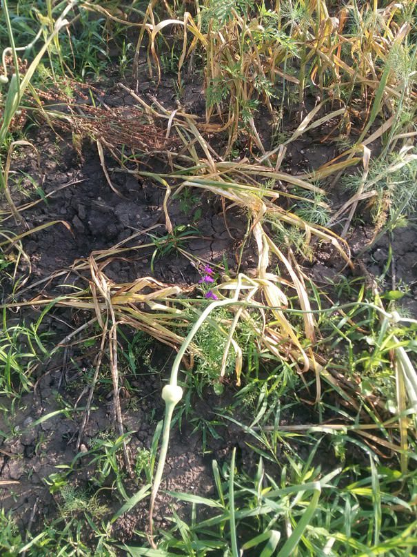 Почему пожелтел и упал чеснок