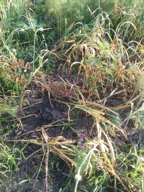 Почему пожелтел и упал чеснок