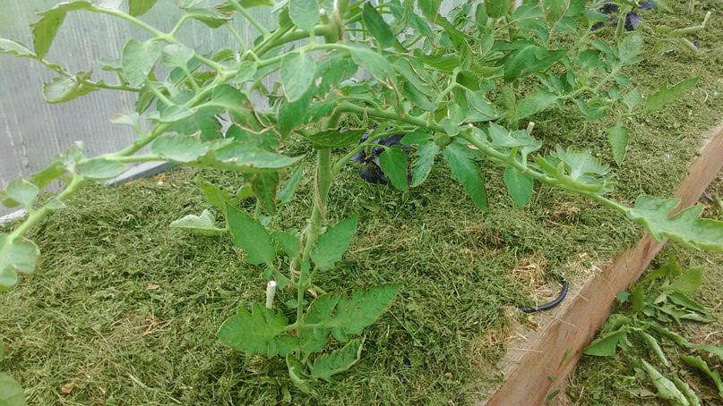 Почему сохнут края листьев помидор